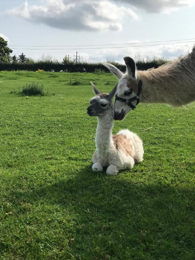 The Beautiful Lazy Llama Shepherd Hut Farm Stay Ballyshannon Extérieur photo