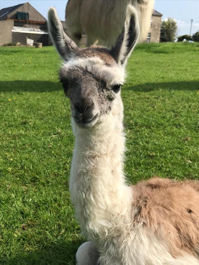 The Beautiful Lazy Llama Shepherd Hut Farm Stay Ballyshannon Extérieur photo