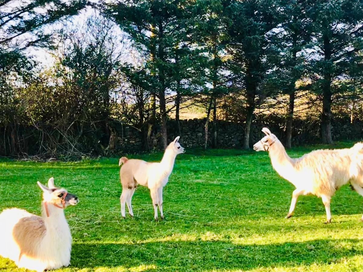 The Beautiful Lazy Llama Shepherd Hut Farm Stay Ballyshannon Extérieur photo